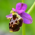 Ophrys zinsmei…
