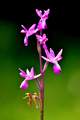 Orchis laxiflo…
