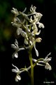 Orchis provinc…