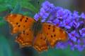 Polygonia egea