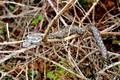 Poskok, Vipera…