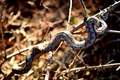 Poskok, Vipera…