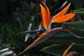 Strelitzia reg…
