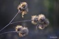 Čičak, Arctium…