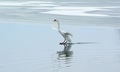 water ballet