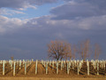 vinograd
