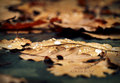 Autumn drops