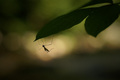 Mosquito bokeh