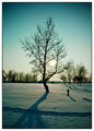 Snowtree