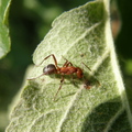 Mravko voli sl…