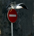 gren ja dobrin…
