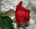 ružo moja ....…