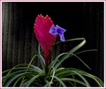 bromelia