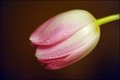 volim tulipane…