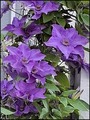 klematis