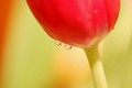suze tulipana …