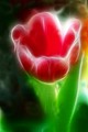 tulipan na moj…