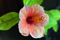 vrijeme hibisk…