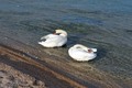 vodiški labudo…