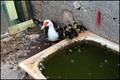 mama s podmlat…