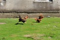 ulovit ću ja t…