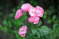roza penjačica…