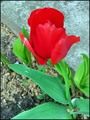 vrijeme tulipa…