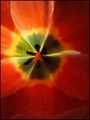 srce tulipana.…