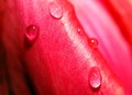 plač tulipana …