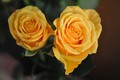 žute ruže iz T…