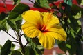 hibiskus s oto…