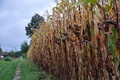polje kukuruza…