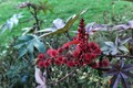 ricinus