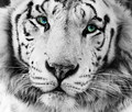 The White Tige…