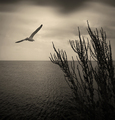 more, biljka, &hellip;
