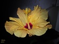 Hibiskus