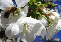 Pčela na trišn…