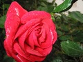 Ruža
