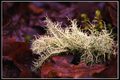 Lichen