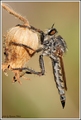 Robber fly