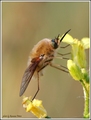 Bombylius major