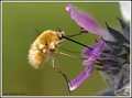 Bombylius major