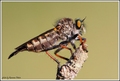 Robber fly