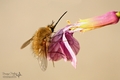 Bombylius major