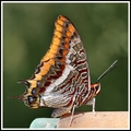 Charaxes jasius