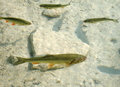 Levitacija
