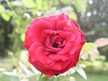 Red rose