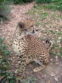 Gepard