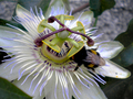 passiflora