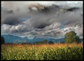 Corn field